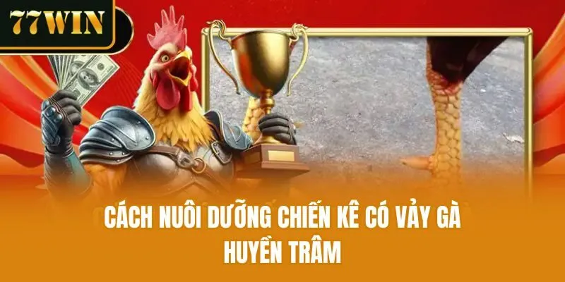 Cách nuôi dưỡng chiến kê có vảy gà huyền trâm