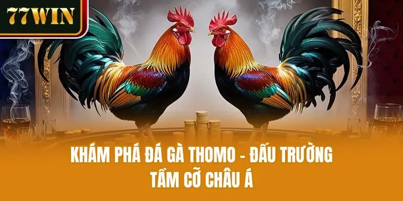 Khám phá đá gà Thomo - Đấu trường tầm cỡ châu Á